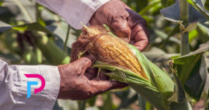 propostas-politicas-agricultura-familiar